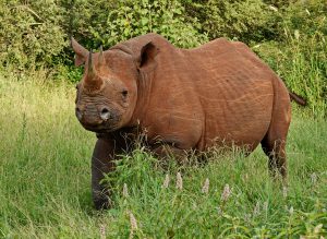 Black Rhino © Walt Anderson