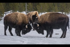 Bison © Ted Tatarzyn
