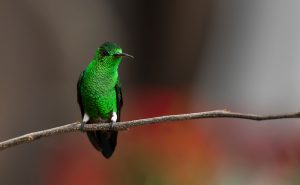 Steely-vented Hummingbird © JJ Arango