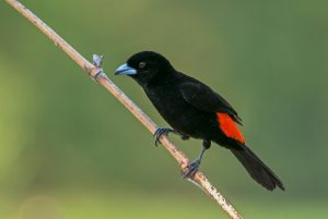 Flame-rumped Tanager © JJ Arangoa