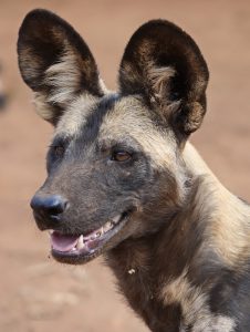 African Wild Dog © Walt Anderson