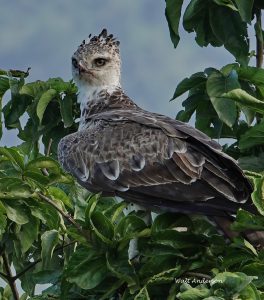 Martial Eagle©Walt Anderson