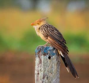 Guira Cuckoo©Grace Chen