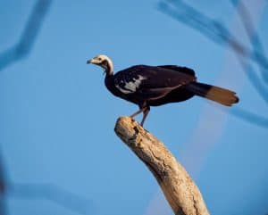 Blue-throated Piping Guan©Grace Chen