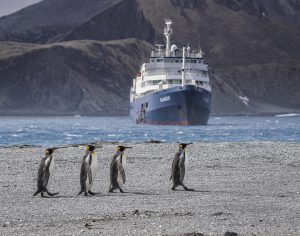 King Penguins © James Walczak