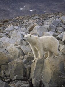 Polar Bear taken with Telephoto Lens© Lori Rothstein