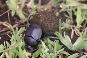 Dung Beetle© Gregory Hachigian