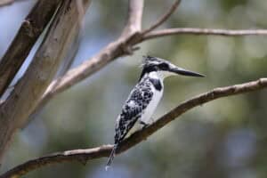 Pied Kingfisher© Gregory Hachigian